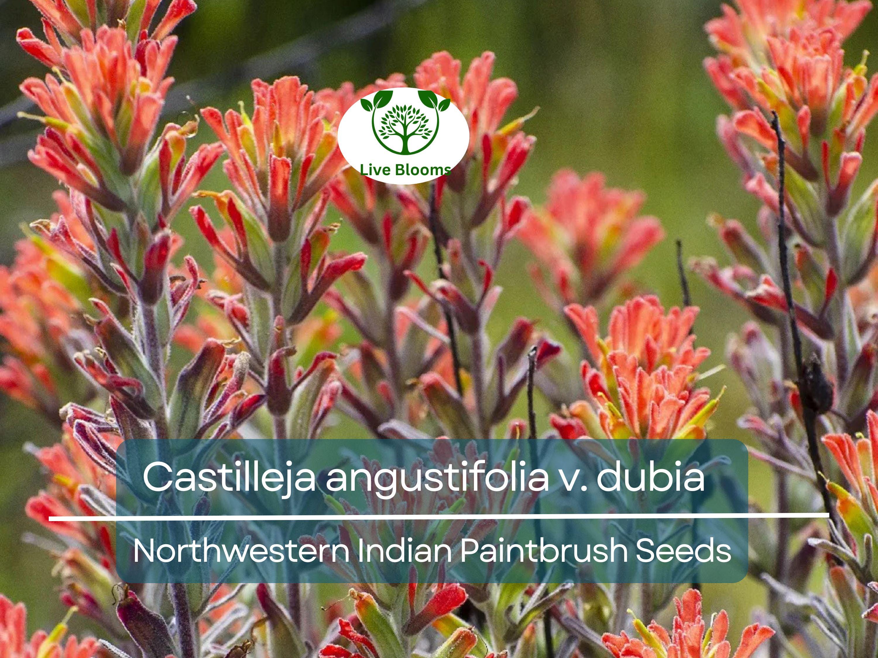 300 Seeds Castilleja angustifolia v. dubia Northwestern Indian Paintbrush – Wildflower for Planting, Red Blooms, Native to North America