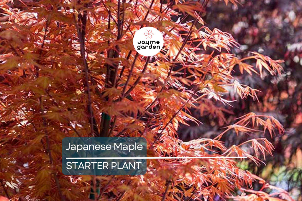 3 Dormant Japanese Maple Seedlings - Acer palmatum 'Bloodgood' - 8-10” Tall - Stunning Red Foliage - Ideal for Bonsai & Gardens