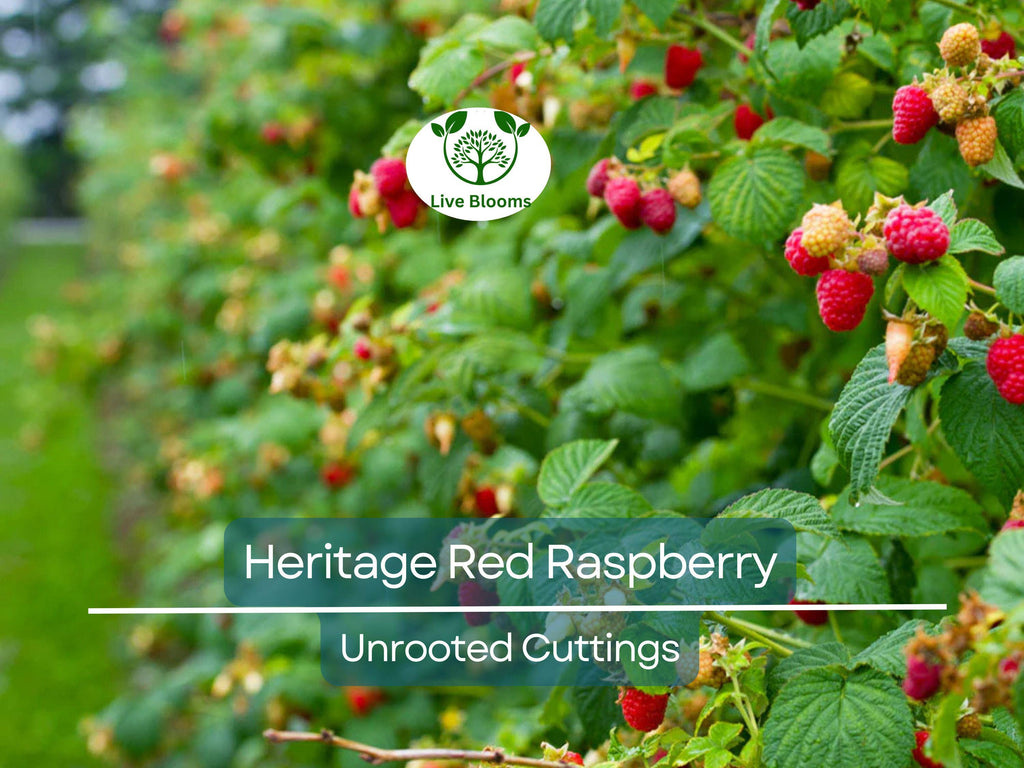 10 Heritage Red Raspberry Scion Cuttings - Rubus idaeus Unrooted 6-8” for Rooting or Grafting - High-Yield Berry Plants