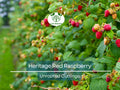 10 Heritage Red Raspberry Scion Cuttings - Rubus idaeus Unrooted 6-8” for Rooting or Grafting - High-Yield Berry Plants