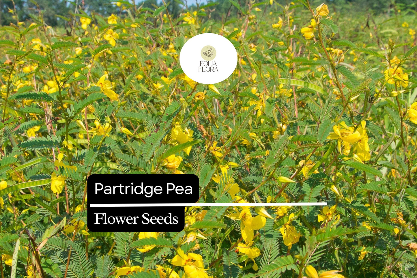 Partridge Pea Seeds (Chamaecrista fasciculata) | 25 Seeds | Bright Yellow Wildflowers | Pollinator-Friendly | Native Plant for Gardens