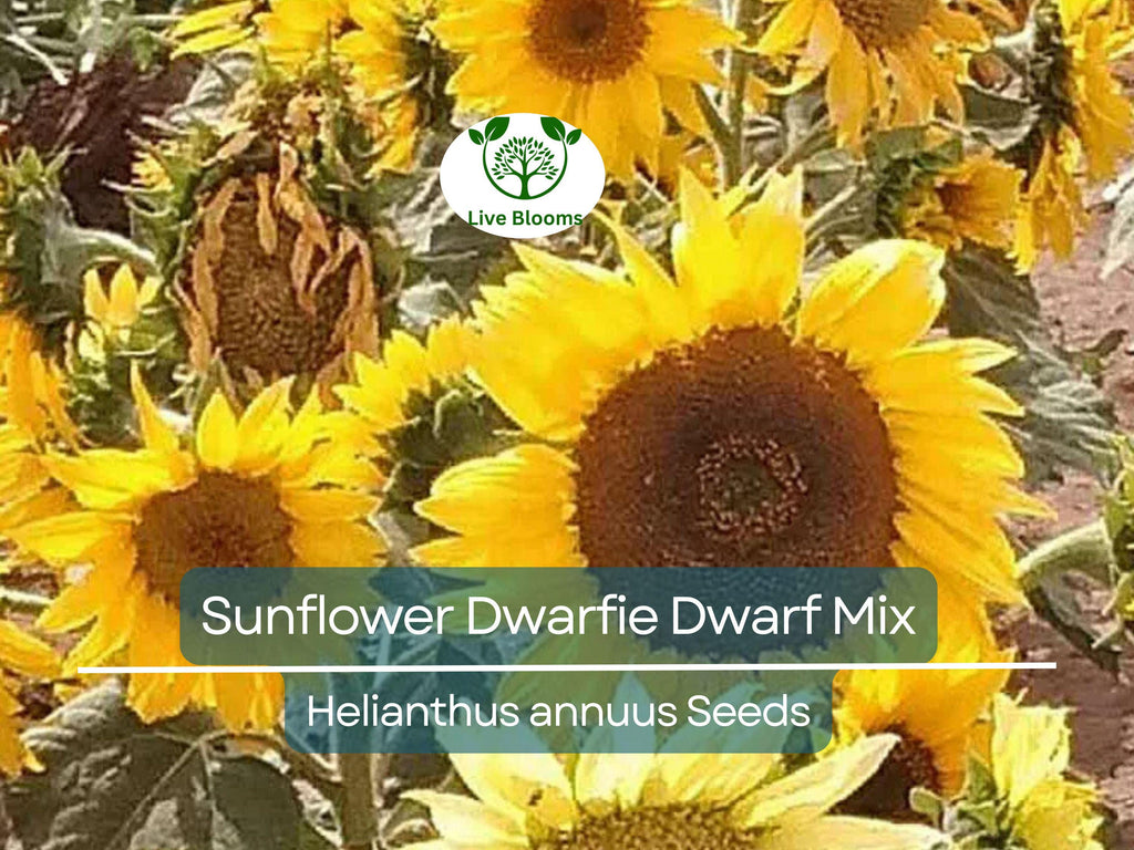 50 Seeds Sunflower Dwarfie Dwarf Mix (Helianthus annuus) Non-GMO, Attracts Butterflies, Bees, Birds & Goldfinches, Mini Sunflowers Garden