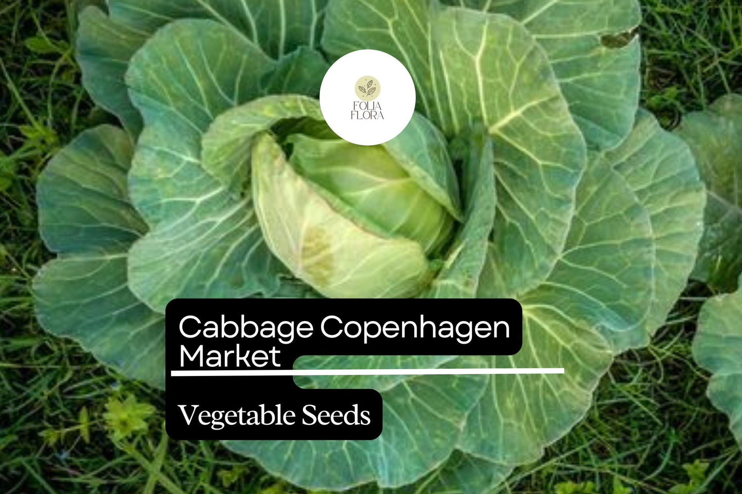 500 Copenhagen Market Cabbage Seeds – Brassica oleracea – Heirloom, Early-Maturing, Compact & Sweet