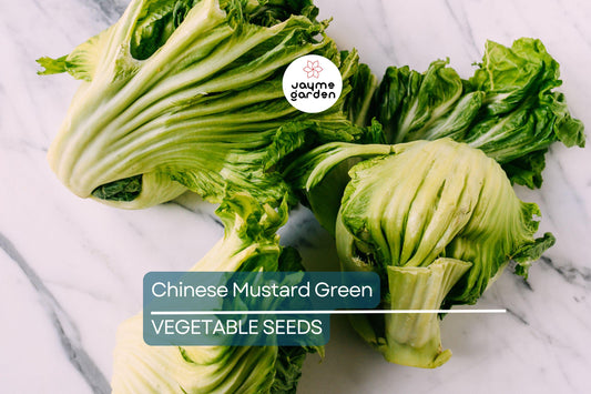 2,000 Chinese Mustard Green Seeds - Gai Choy, Cai Be Xanh, Fast-Grow, Nutrient-Rich, USA Seller, Perfect for Stir-Fries & Salads