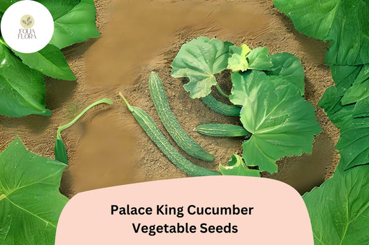 25 Palace King Cucumber Seeds | Easy Grow Hybrid | Home Garden Favorite | High Yield and Fast Growing