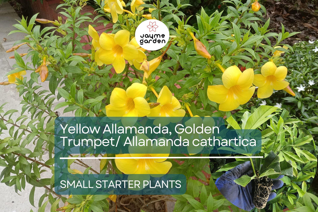 Yellow Allamanda Small Starter Plant - Golden Trumpet (Allamanda cathartica) - Tropical Perennial with Vibrant Yellow Flowers