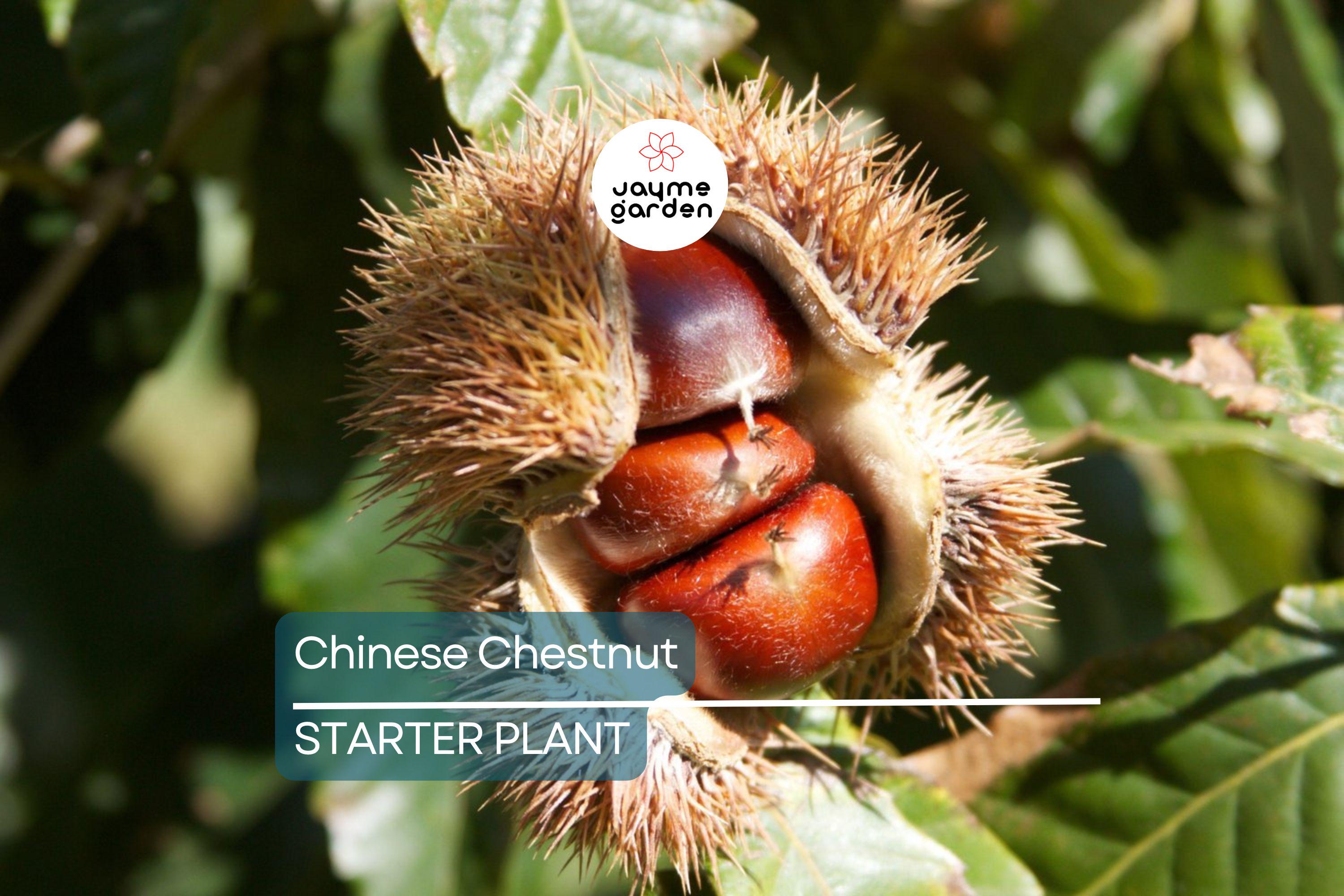 Chinese Chestnut Tree (2 Pack) – Live Bare Root Plant, Blight Resistant, Edible Nuts, Grows 40-60', Full Sun, Zones 3-9