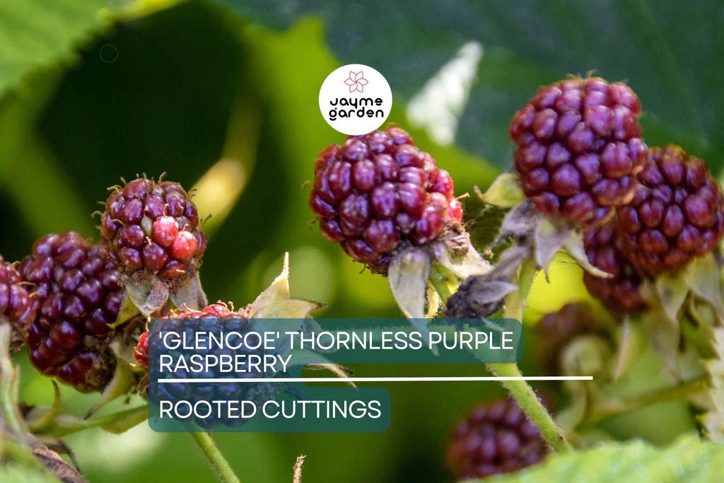 Thornless Purple Raspberry Cutting - Rubus 'Glencoe' | 4" Rooted Starter Plant | Sweet, Tart Berries