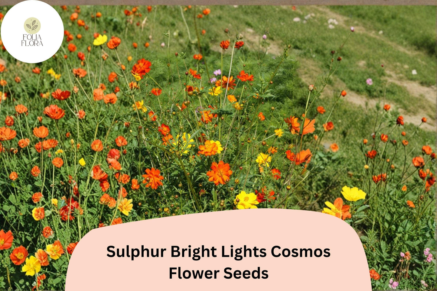 200+ Sulphur Bright Lights Cosmos Seeds | Cosmos sulphureus Orange Yellow Mix | Hardy Annual Flower Seeds