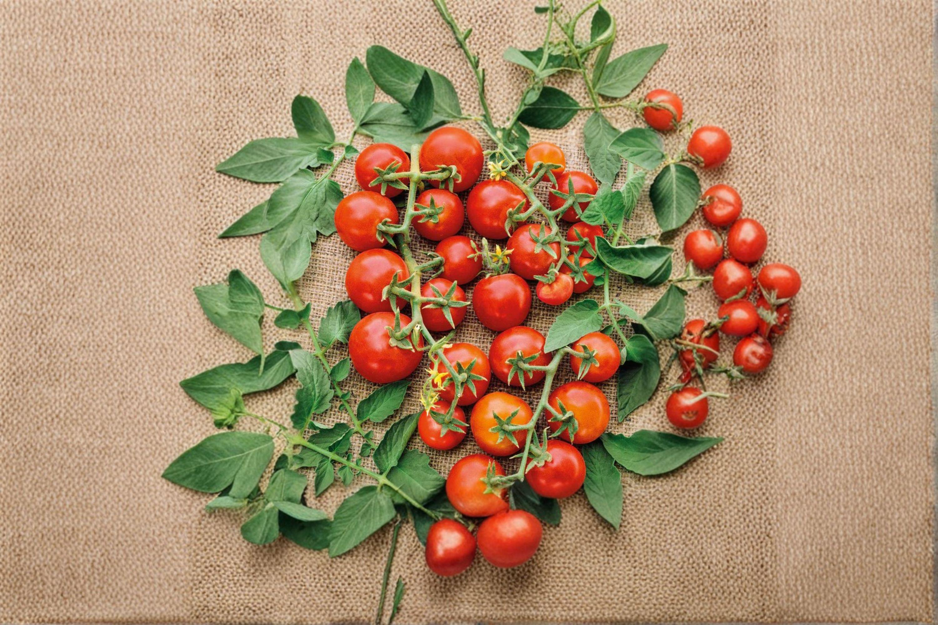 Tomato – Red Cherry 30 Seeds | Classic Cherry Tomato | Sweet Flavor | Heavy Producer