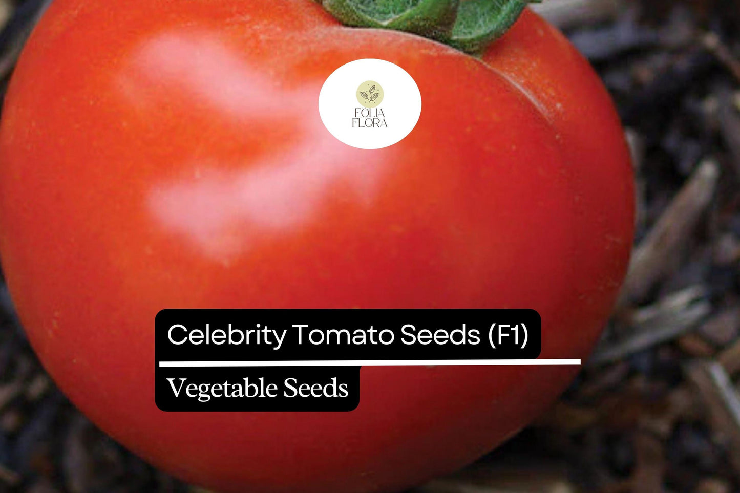 10 Seeds Celebrity Tomato (F1), Solanum Lycopersicum, High-Yield Hybrid Tomato