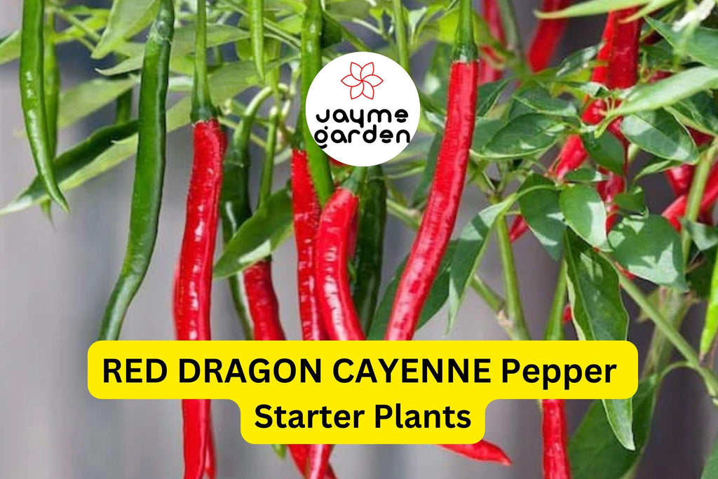3 Red Dragon Cayenne Pepper Starter Plants - Spicy & High Yield Chili - Great for Hot Sauce, Drying, Cooking