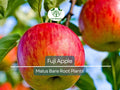 1 Fuji Apple Tree – Live Bare Root Fruit Tree (12–15") – Crisp, Sweet Apples – Cold Hardy, Self-Fertile, Great for Backyard Orchards