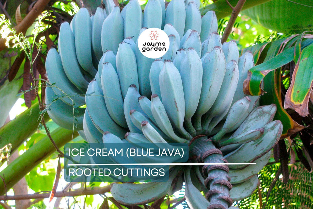 Musa Ice Cream (Blue Java) Banana Tree – Small Rooted Starter Plant – Live Banana Plant