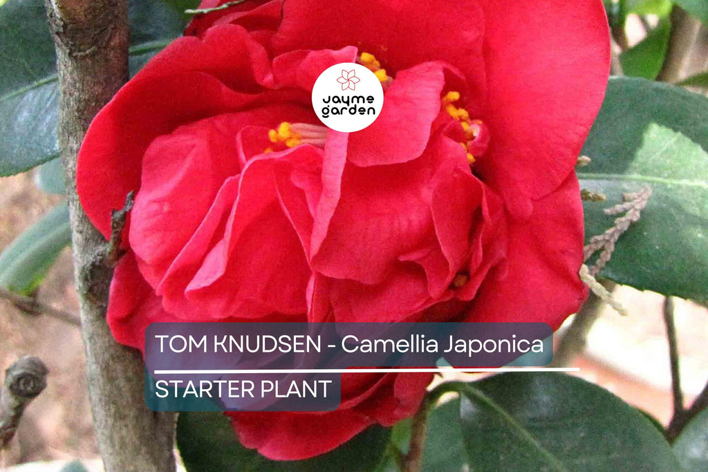 Tom Knudsen Camellia Japonica Starter Plant | Unique Bloom | Live Well-Rooted Plant in Pot | Evergreen Shrub | 7-10 USDA Zones