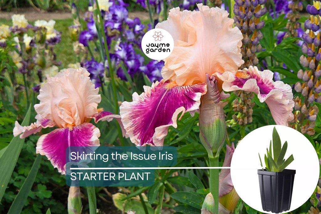 Skirting the Issue Iris Plant – Quart Pot | Apricot & Hot Pink Flowers | 40” Tall Perennial | Hardy Zones 3-10 | Easy to Grow
