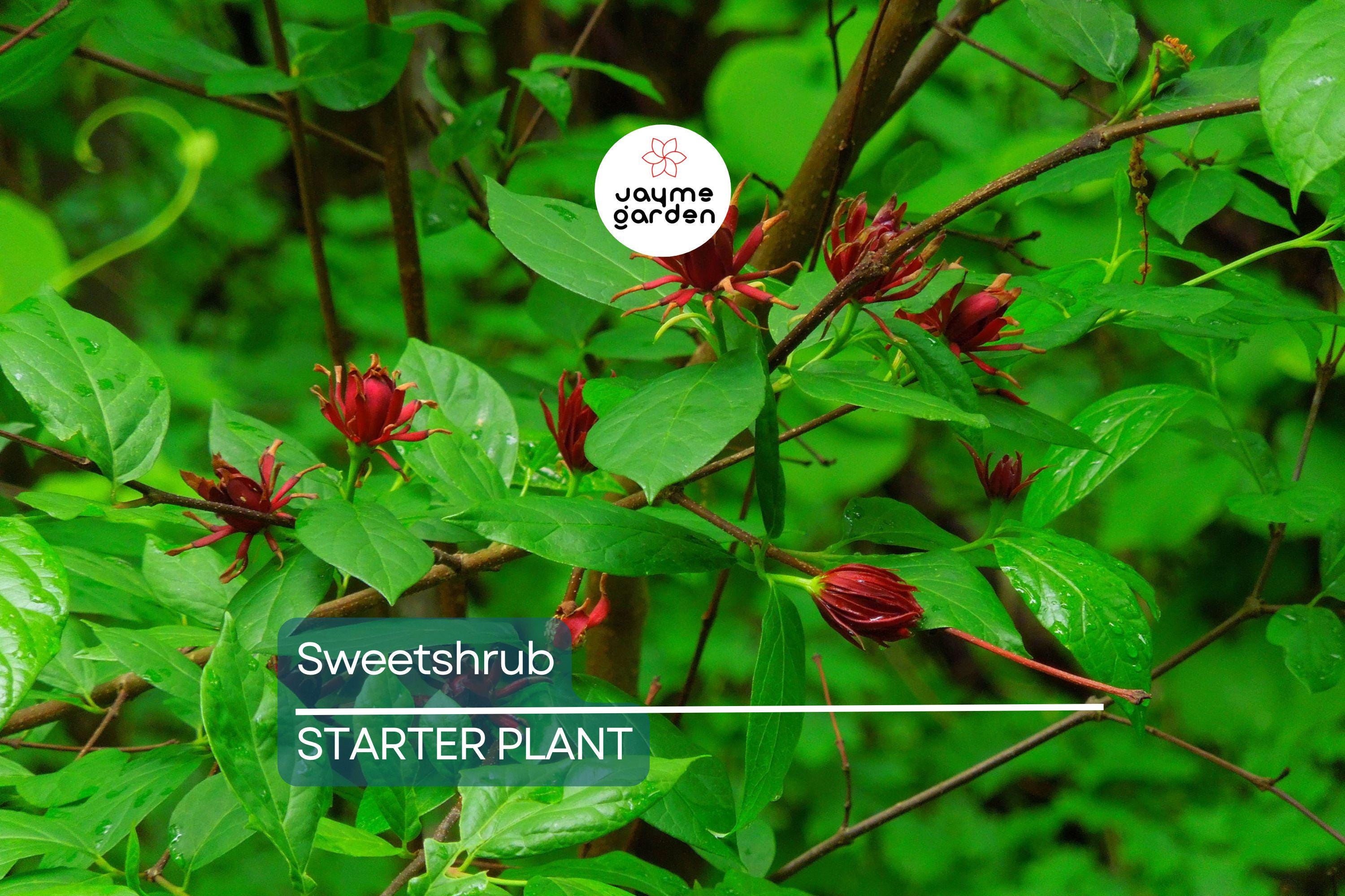 Sweetshrub Seedlings for Planting | Live Starter Plants | Hardy Low-Maintenance Shrub | CZ Grain Quality | Perfect for Garden & Yard