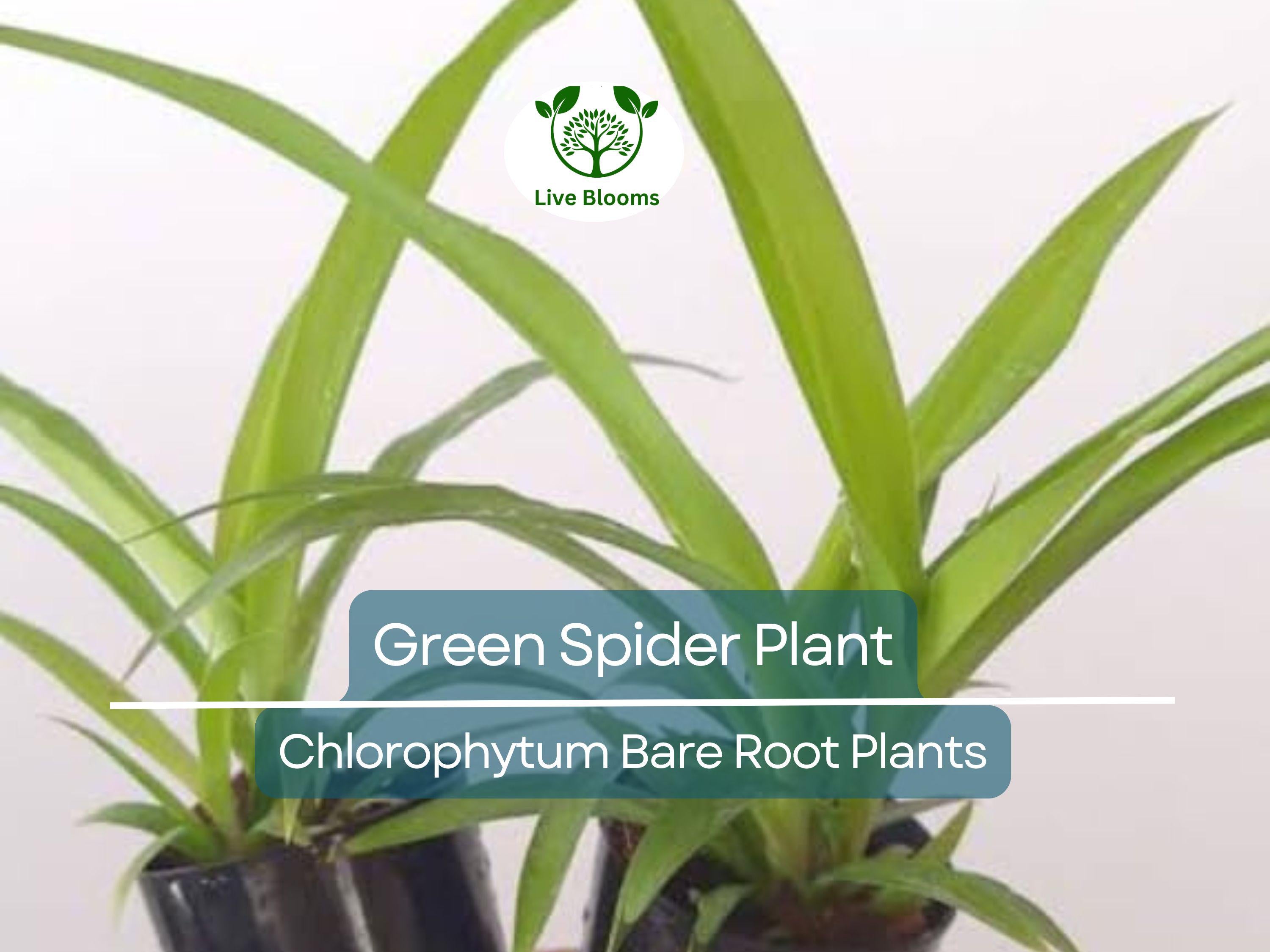 1 Spider Plant – Green Chlorophytum comosum Pup – Live Bare Root Starter – Easy-Care Air-Purifying Houseplant