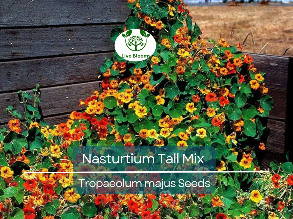 25 Seeds Nasturtium Tall Mix, Mixed Colors Edible Flowers, Heirloom Non-GMO, Vibrant Blooms, Perfect for Gardens & Culinary Use