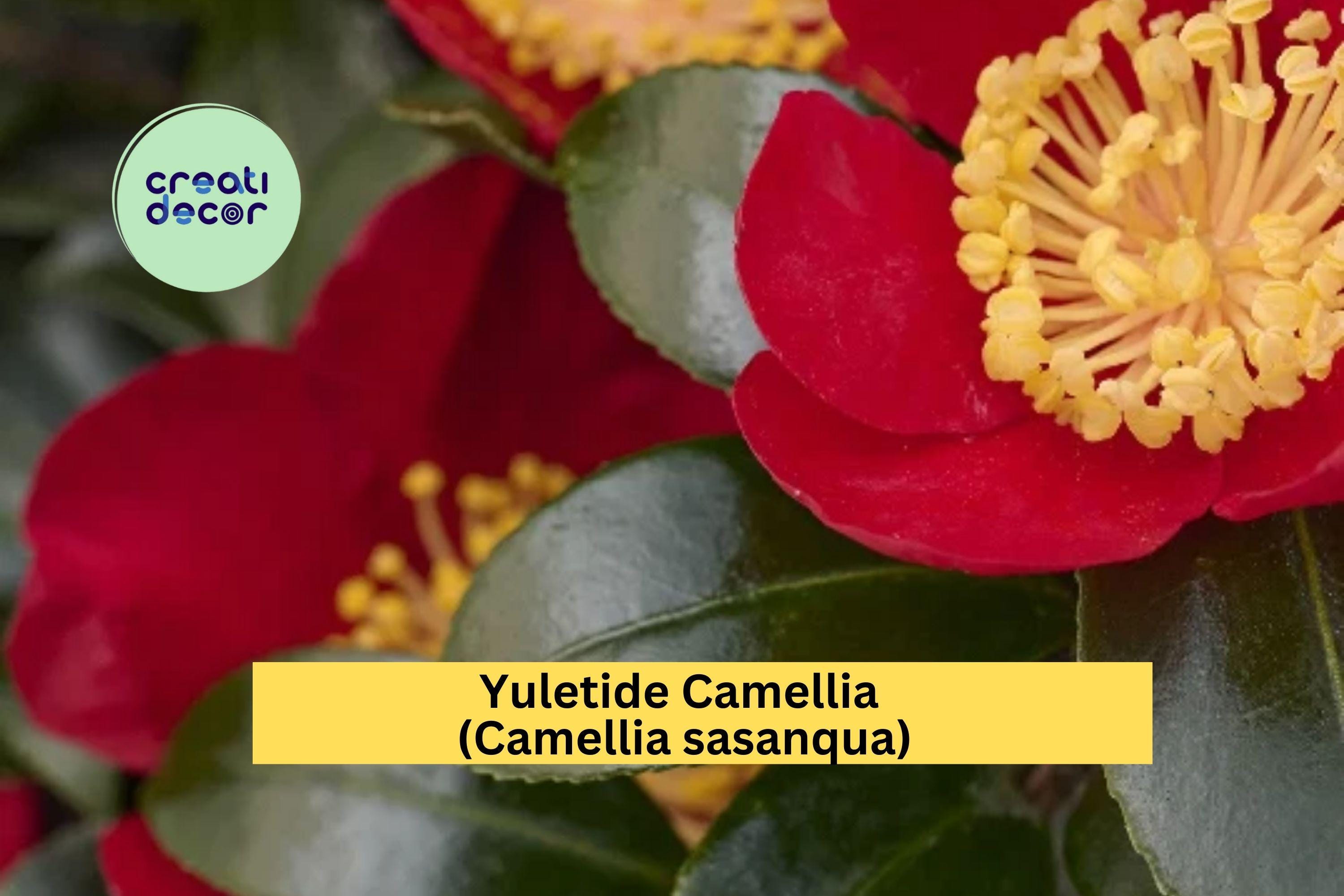 Red Yuletide Camellia Live Plant | 8–12" Rooted Shrub | Evergreen Flowering Bush with Red Blooms for Garden or Landscape