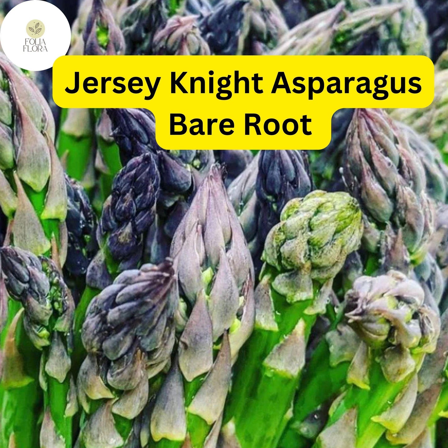10 Green Jersey Knight Live Asparagus Bare Root - 2yr Crowns, High-Yield Perennial