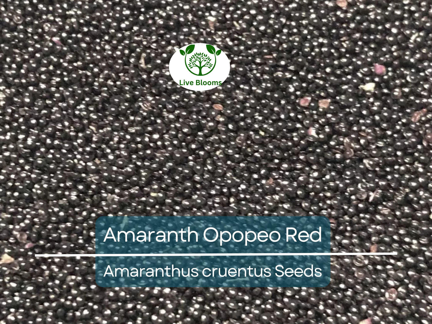 1500 Seeds Amaranth Opopeo Red Flower Edible Leaves & Grain Microgreens Non-GMO (Amaranthus)