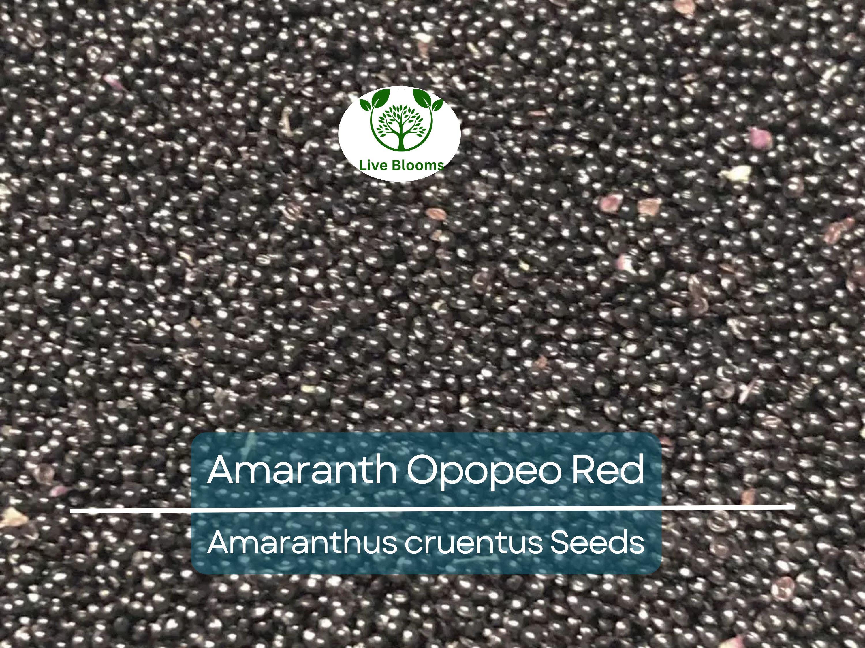 1500 Seeds Amaranth Opopeo Red Flower Edible Leaves & Grain Microgreens Non-GMO (Amaranthus)