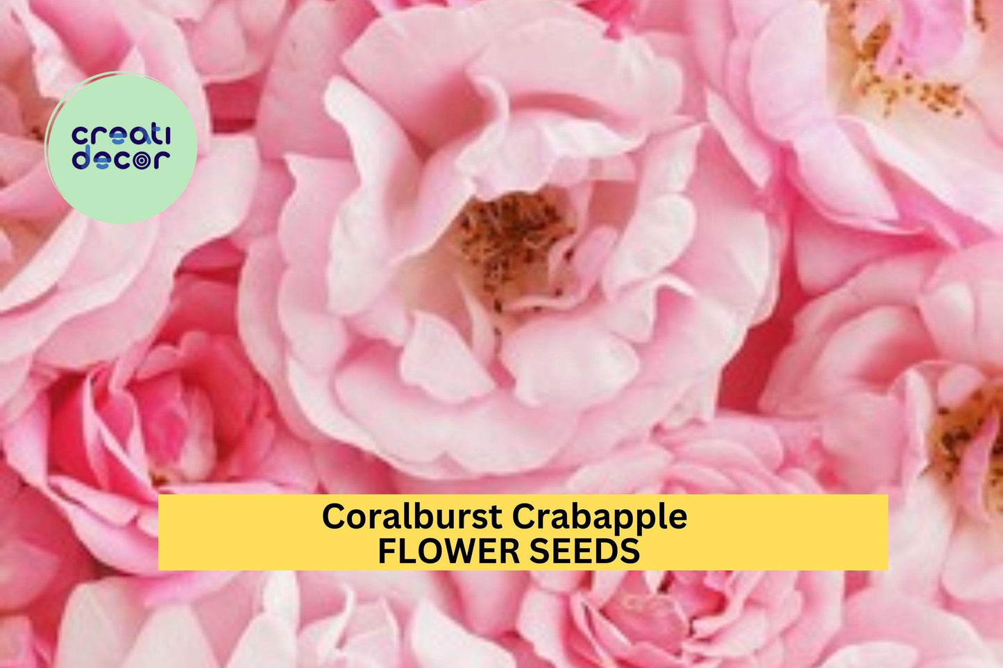 25+ Coralburst Crabapple Seeds – Compact Flowering Tree for Garden Planting, Pink Buds & Orange Fruit for Landscapes – USA