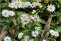 Aster pilosus / Symphyotrichum pilosus – 100 Seeds | Native Fall Wildflower | Airy White Blooms | Pollinator Essential