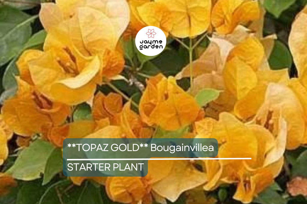 Topaz Gold Bougainvillea Starter Plant | Rare Well-Rooted Plug | Live Evergreen Plant | Bright Yellow Blooms | USDA Zones 9+