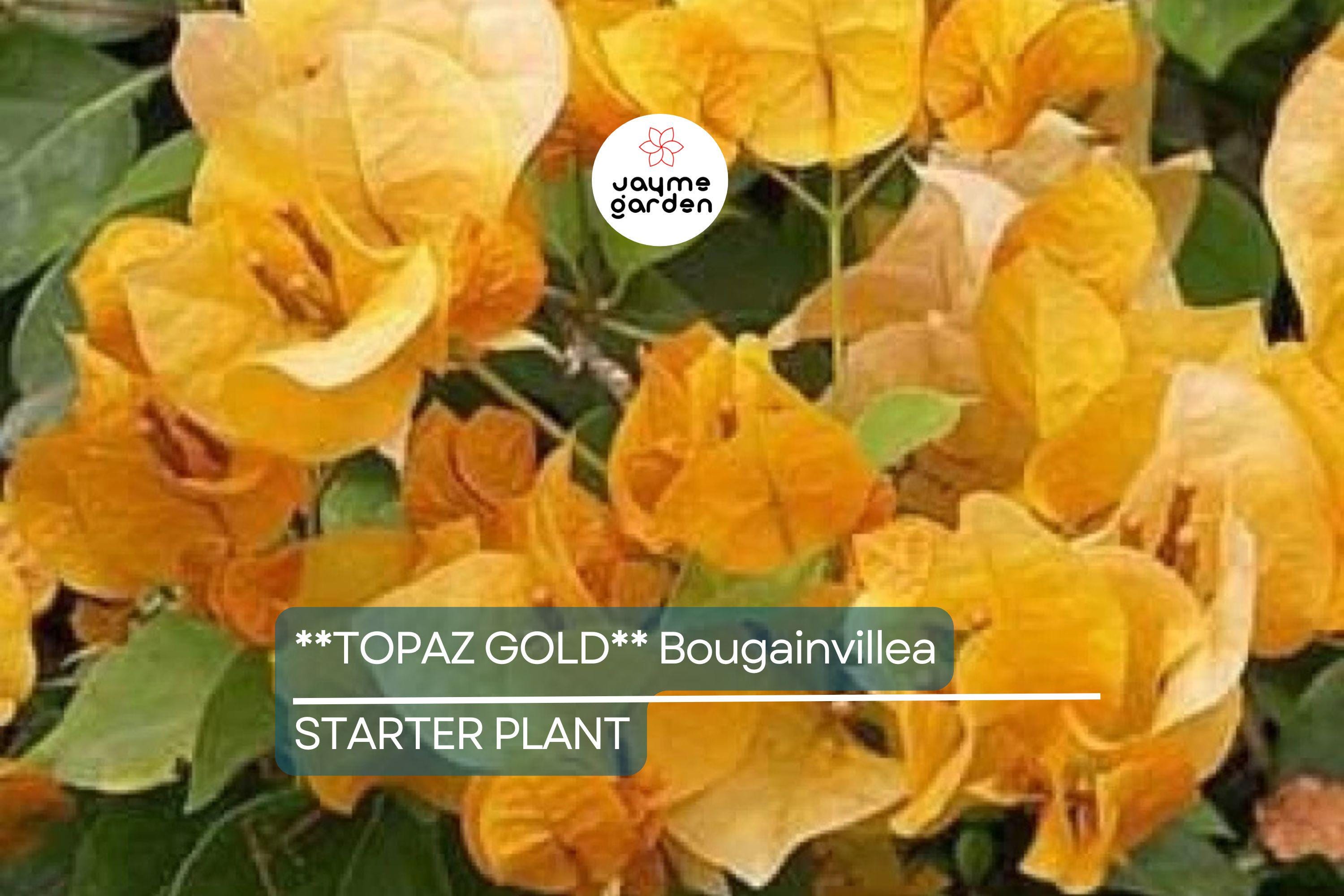 Topaz Gold Bougainvillea Starter Plant | Rare Well-Rooted Plug | Live Evergreen Plant | Bright Yellow Blooms | USDA Zones 9+