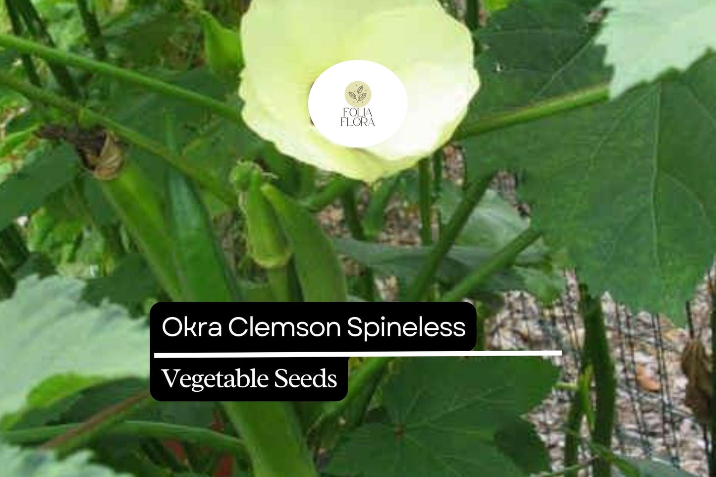 5g Okra Clemson Spineless Seeds Abelmoschus esculentus | Heirloom, Non-GMO, High Yield, Heat Tolerant, Tender Pods, Easy to Grow