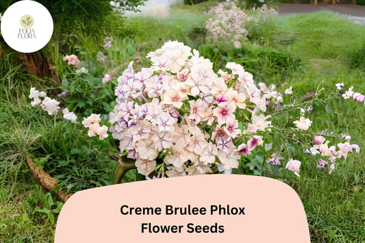 100+ Crème Brulee Phlox Seeds for Garden Planting | Phlox drummondii | Annual Flower Seeds | Creamy Yellow Blooms
