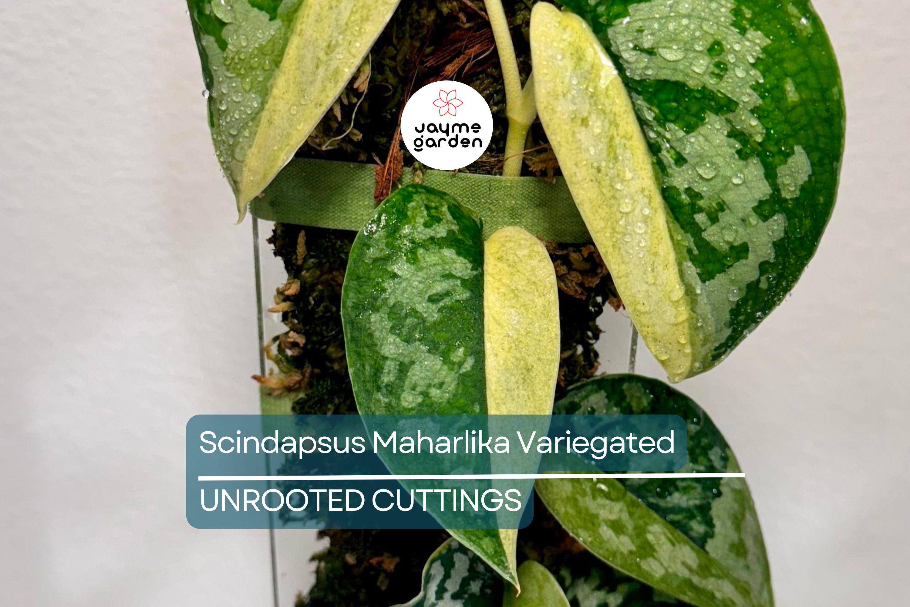 Scindapsus Maharlika Variegated 1 Node 1 Leaf UNROOTED Cutting - Rare Houseplant