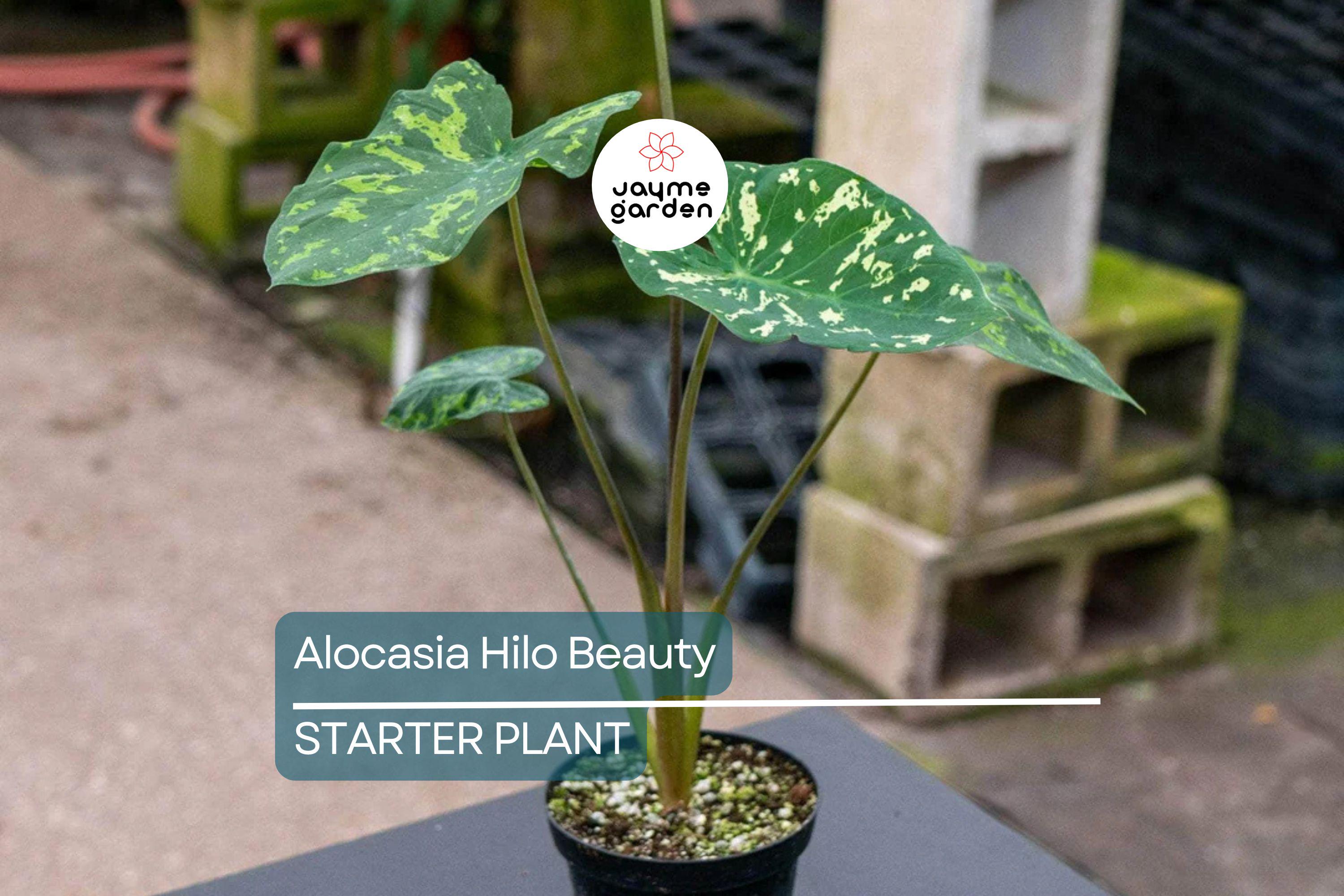 Alocasia Hilo Beauty Starter Plant (1'-2') | Tropical Indoor/Outdoor Plant | Low-Maintenance Houseplant for Humid Environments