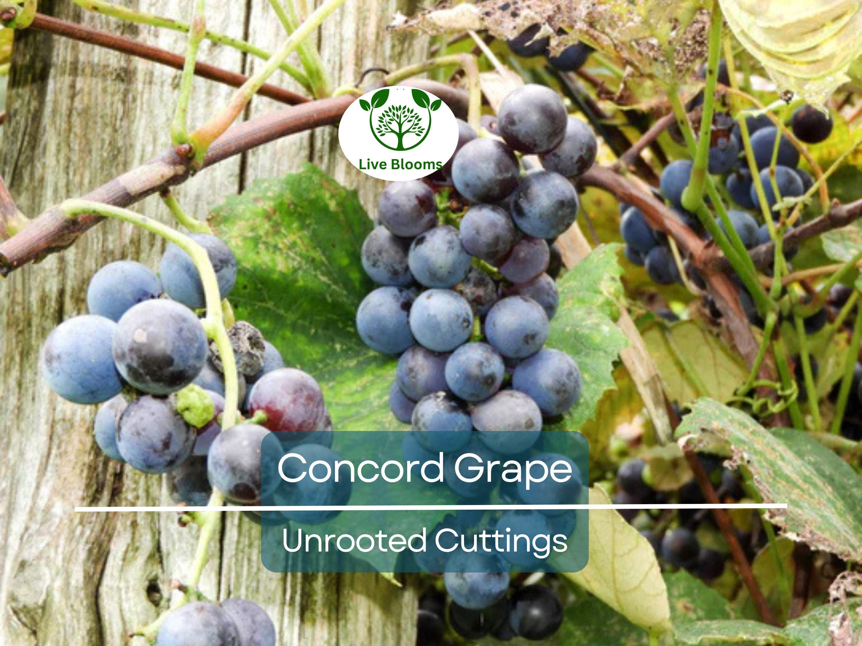 12 Unrooted Concord Grape (With Seeds) Cuttings 6-8" Organic, Vigorous Grower, Perfect for DIY Vineyards, Home Garden, Organic Fruit Growing