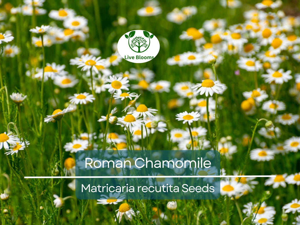 500 Seeds Herb Roman Chamomile, Heirloom, Fragrant Perennial, Non-GMO, Matricaria recutita, Tea, Garden, Aromatic