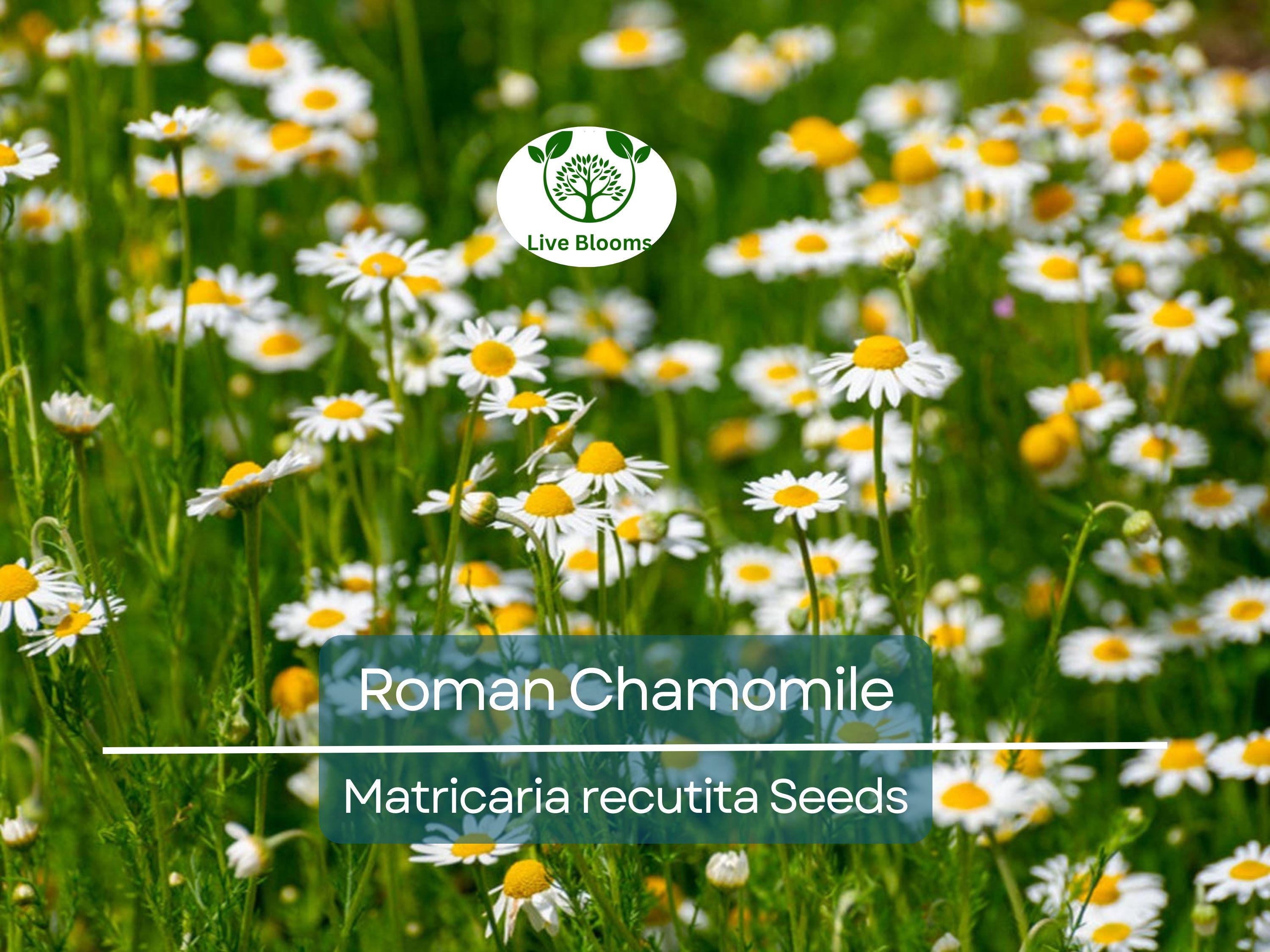 500 Seeds Herb Roman Chamomile, Heirloom, Fragrant Perennial, Non-GMO, Matricaria recutita, Tea, Garden, Aromatic