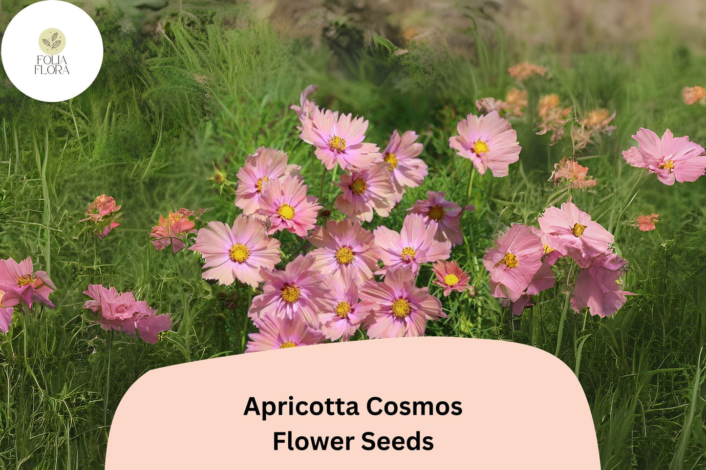 200+ Apricotta Cosmos Seeds | Cosmos Bipinnatus Peach Apricot Flower Garden Planting