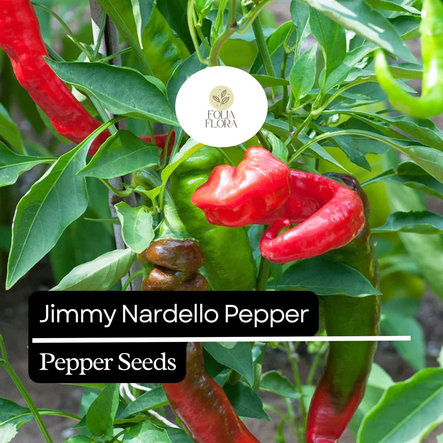 20 Jimmy Nardello Pepper Seeds – Sweet Italian Frying Pepper – Heirloom, Non-GMO