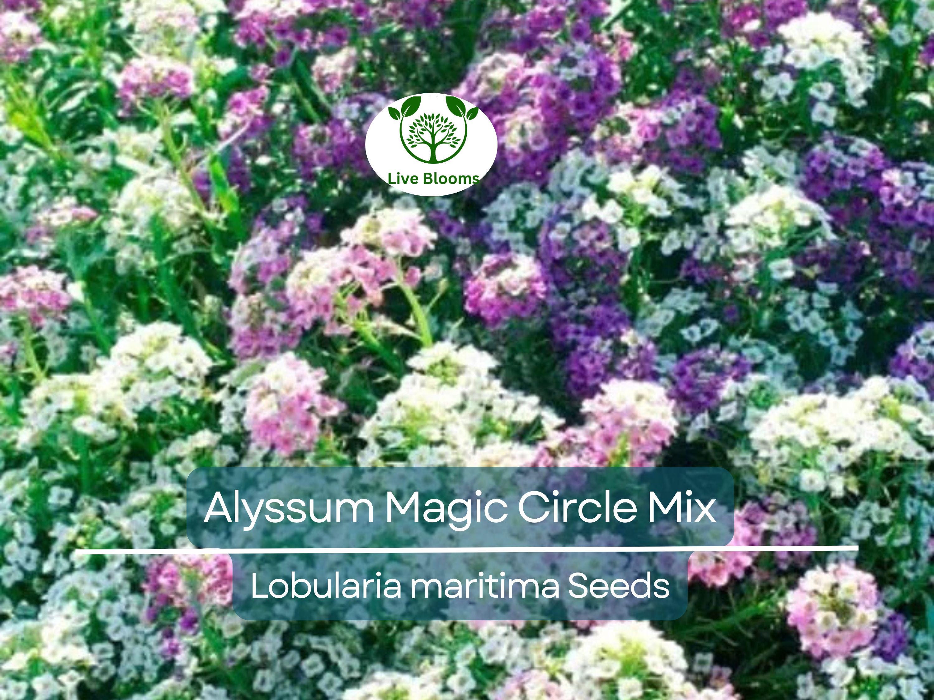 1000 Seeds Alyssum Magic Circle Mix, Trailing Groundcover, Pink, Purple, White, Non-GMO, Sweet-Smelling Flowers, Great for Borders