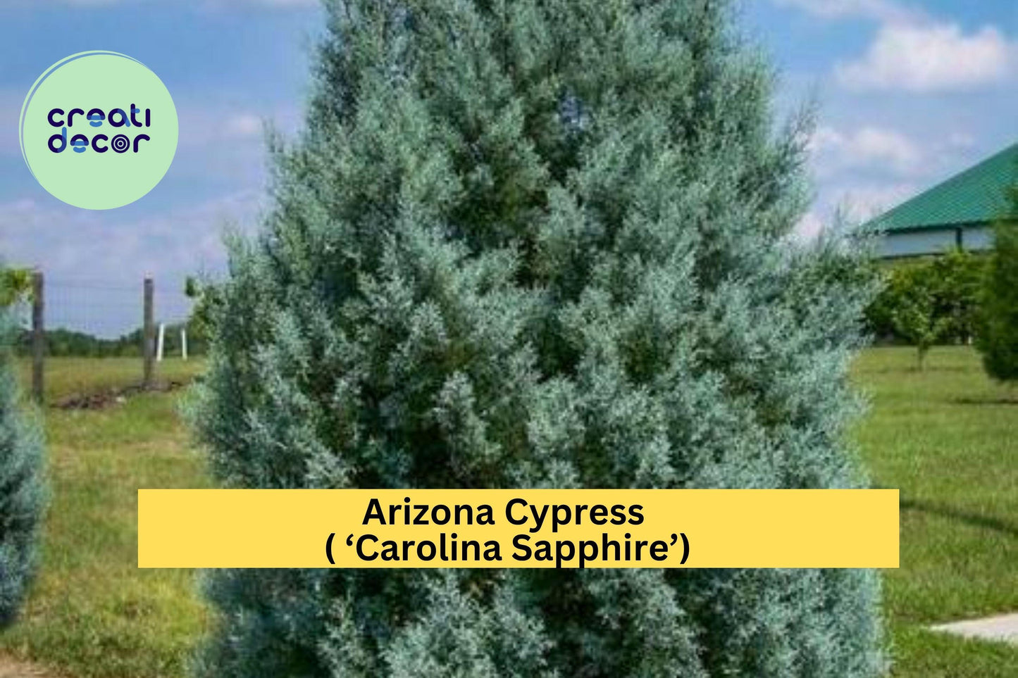 Arizona Cypress Tree – Cupressus arizonica ‘Carolina Sapphire’ – Hardy Evergreen Shrub Starter Plant for Landscape or Hedge