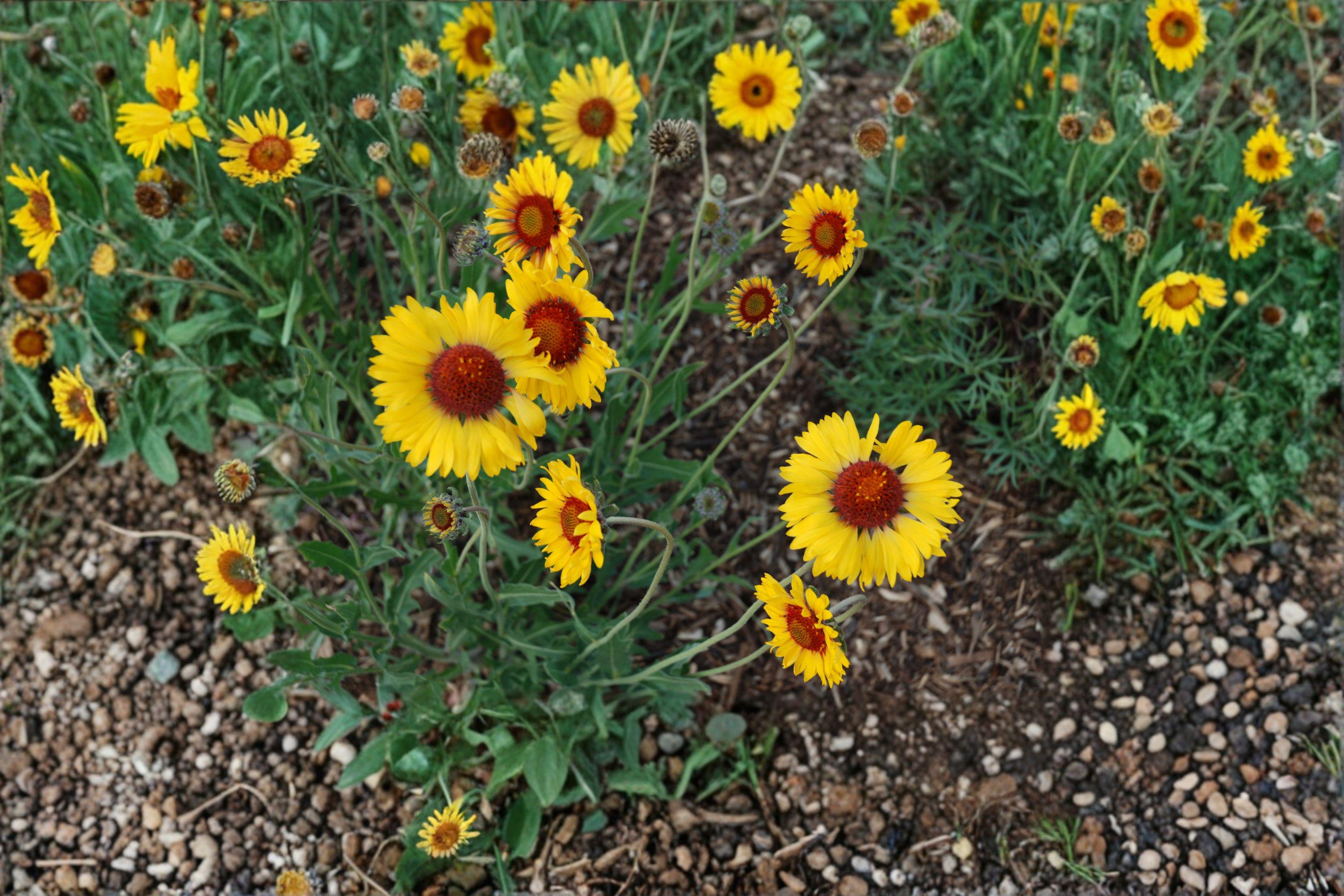 Yellow Gaillardia – Gaillardia aristata | 25 Seeds | Bright Blanket Flower | Drought-Tolerant | Easy Pollinator Garden Plant