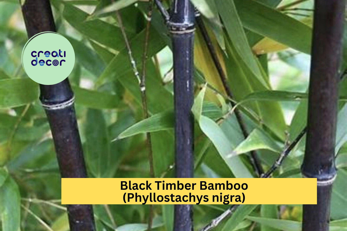 Black Bamboo – (2 Plants) Phyllostachys nigra Live Bare Root Rhizomes , Hardy Ornamental Bamboo with Striking Black Canes for Landscapes