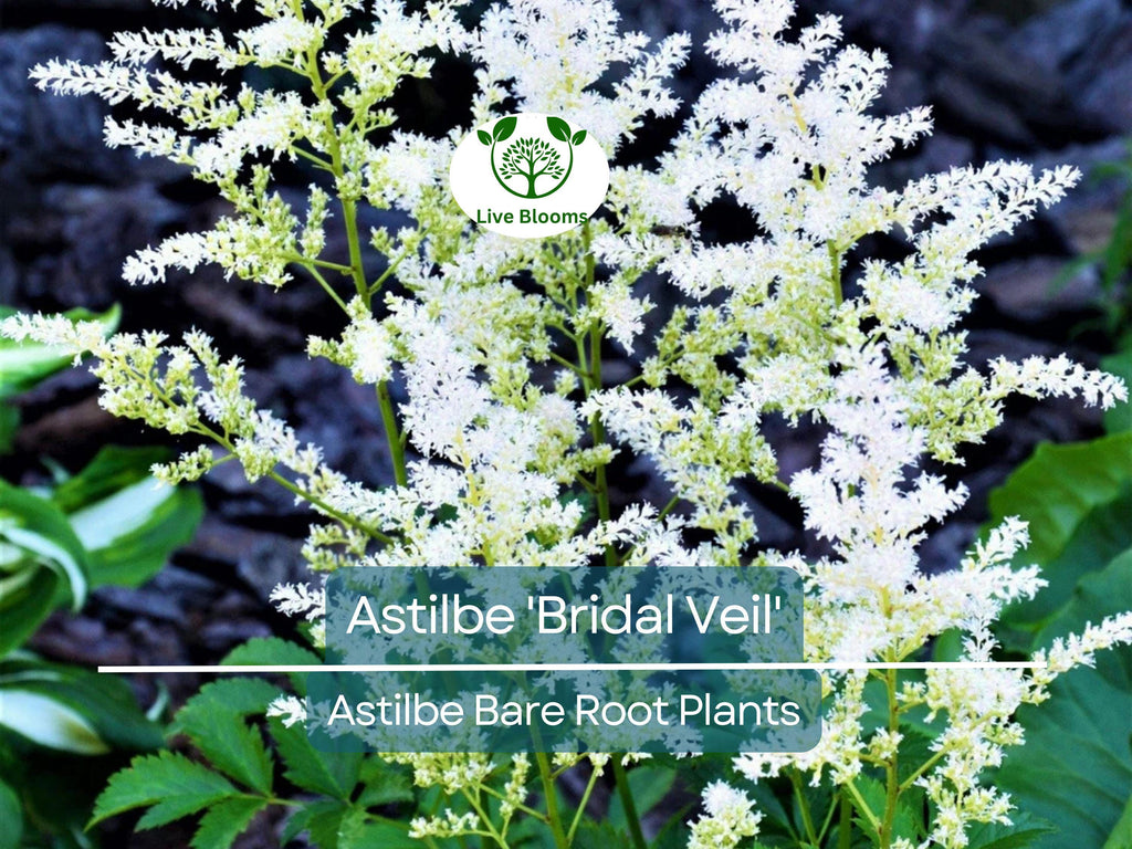 1 Astilbe 'Bridal Veil' – Live Bare Root Plant – White Plume Summer Flower for Shade Garden – Elegant Perennial Blooms