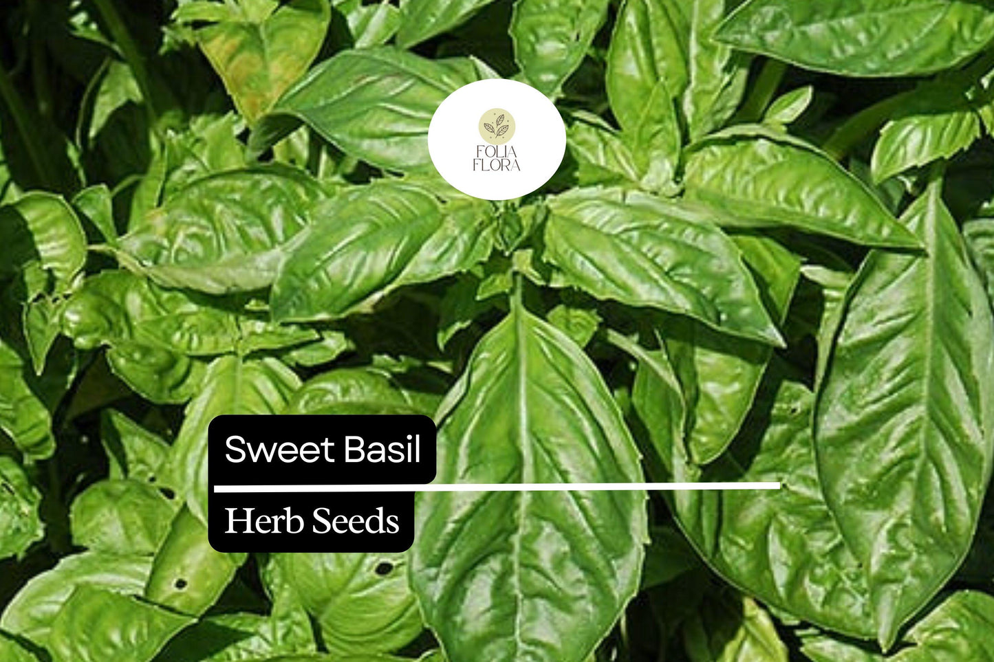 600 Seeds Sweet Basil – Ocimum basilicum, Classic Culinary Herb for Cooking & Gardening