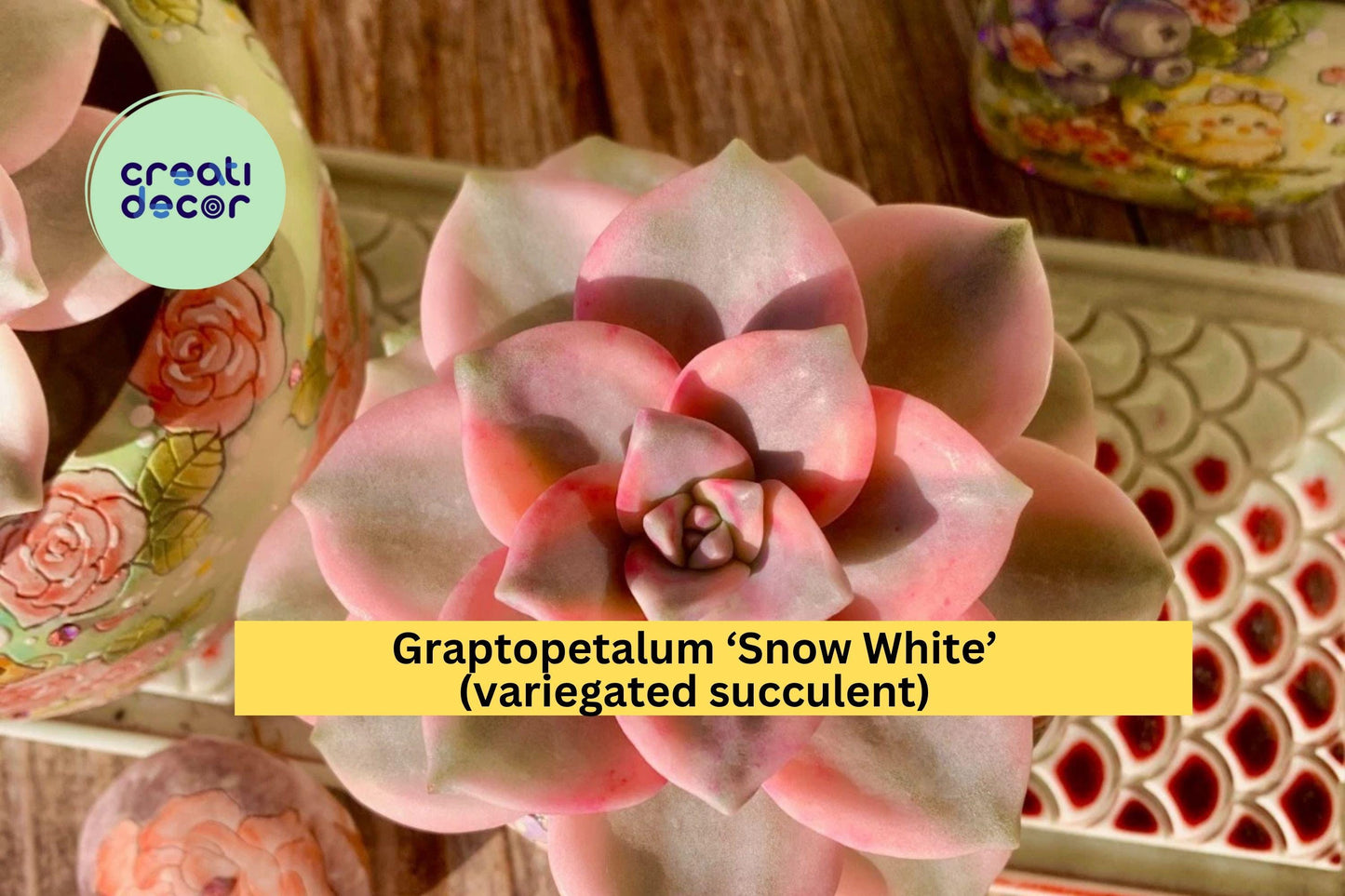 Graptopetalum ‘Snow White’ Variegated Live Succulent | Bare Root Easy-Care Indoor Plant | Unique Gift for Home or Office Décor