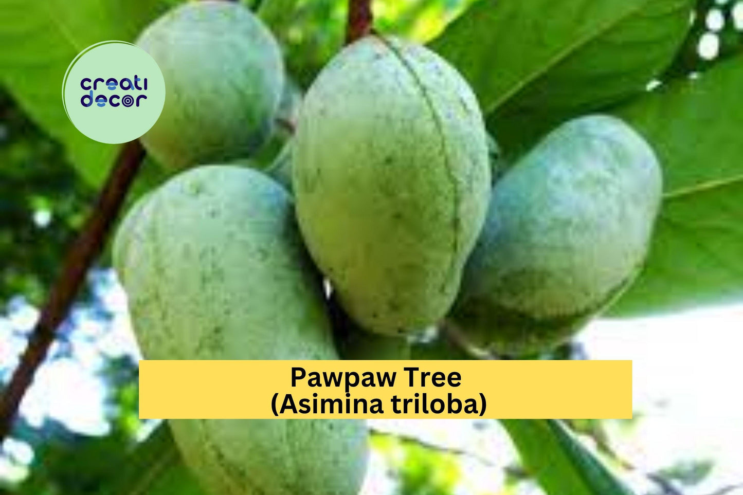 Pawpaw Tree | Asimina triloba | Live Seedling Fruit Tree | Native Perennial | No Ship CA