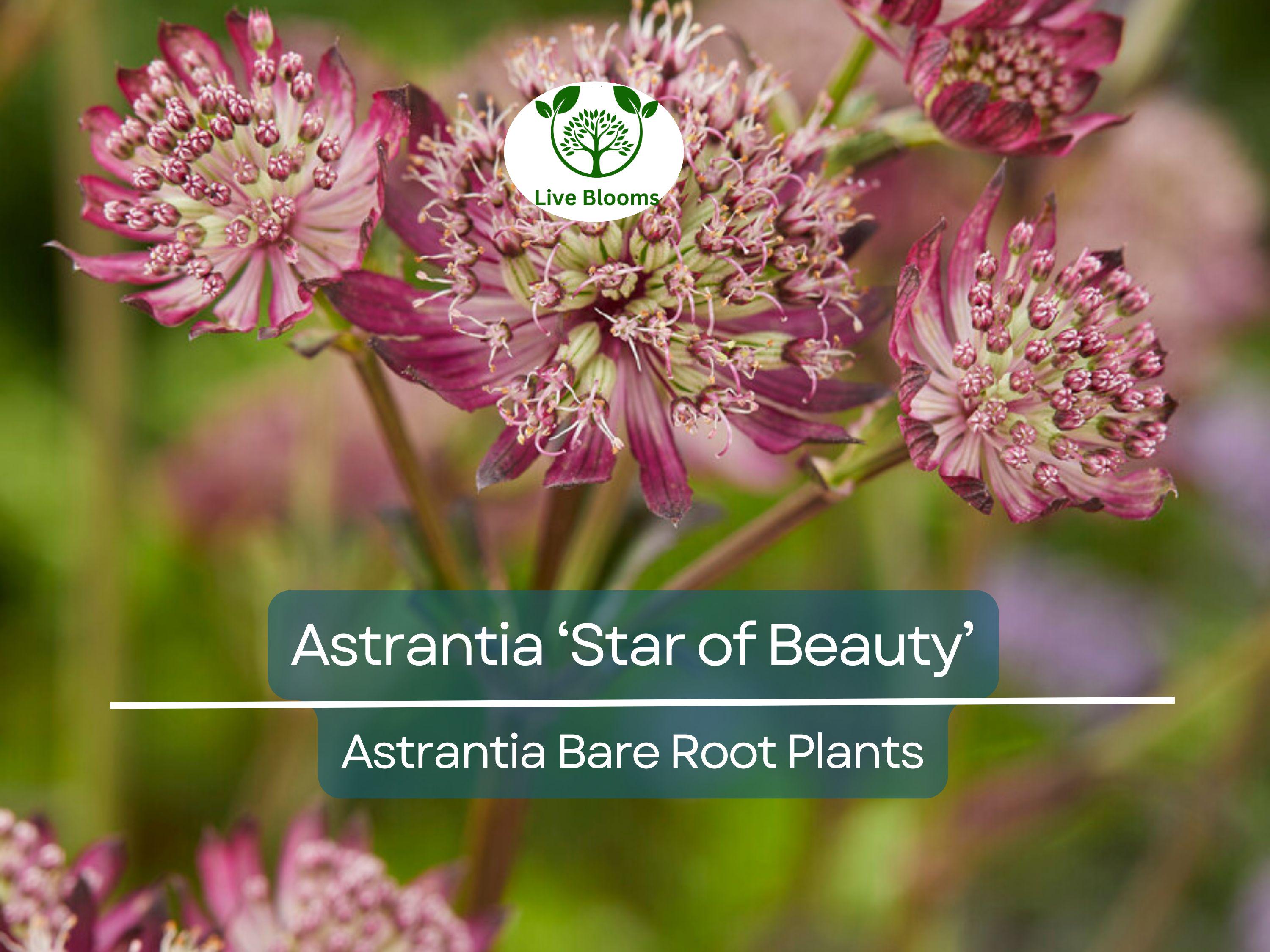 1 Astrantia ‘Star of Beauty’ – Bare Root Plant – Unique Shade Perennial – Summer Blooming Flower for Pollinator & Woodland Gardens