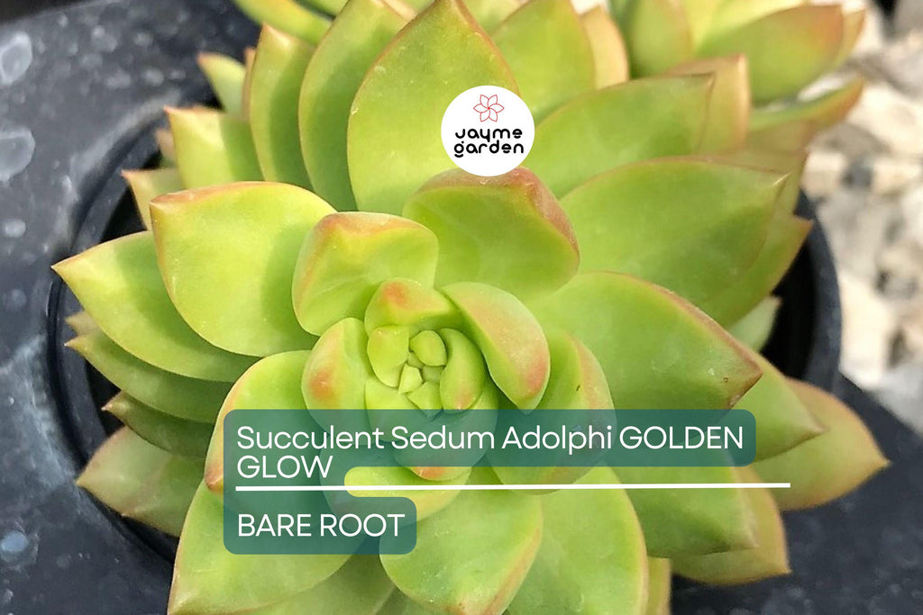 Sedum Adolphi Golden Glow - 3 Live Cuttings, Yellow-Green Rosettes, Orange-Red Highlights, Perfect for Succulent Gardens